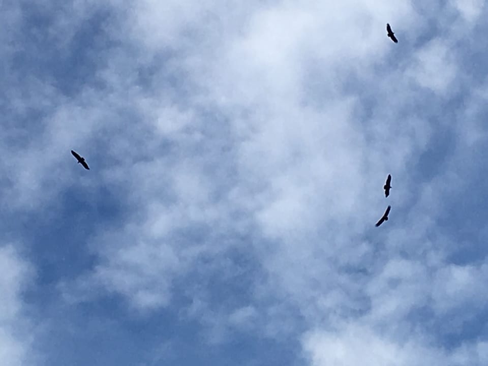 Griffon vultures wheel in the sky above the garden.