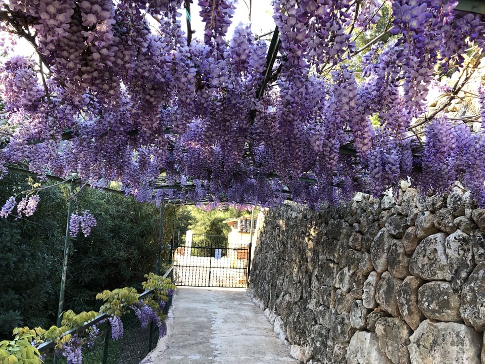 Wisteria covered walkway from private car port to Villa