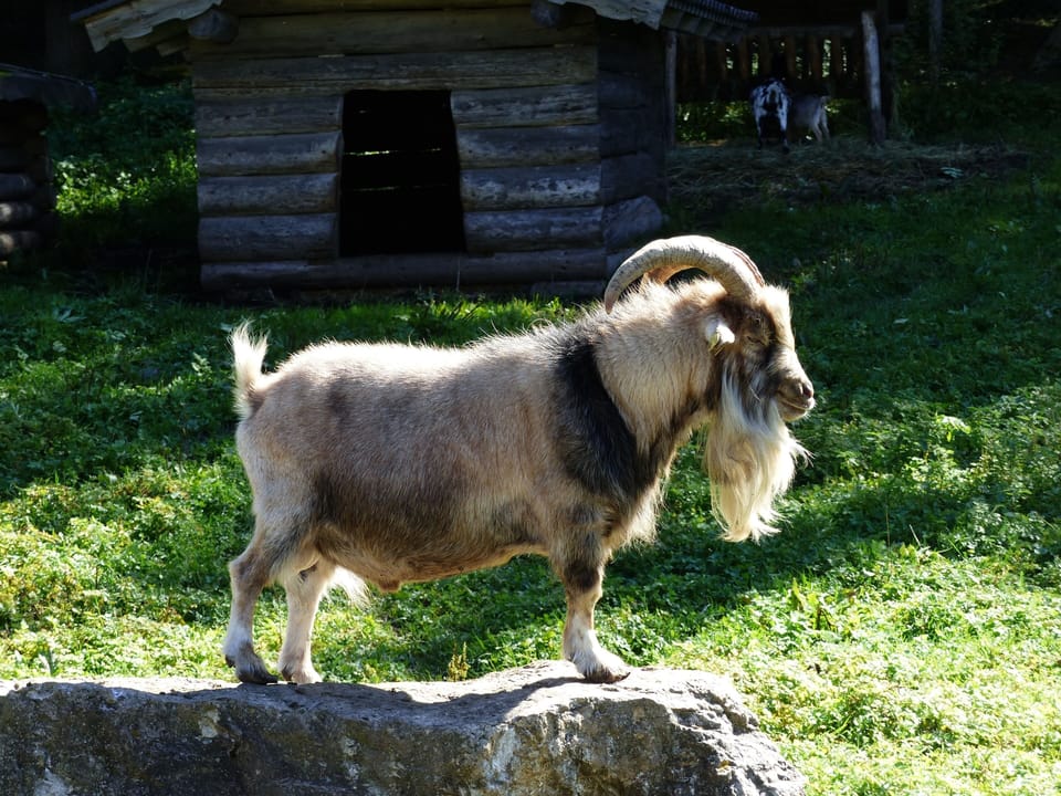 Local goat