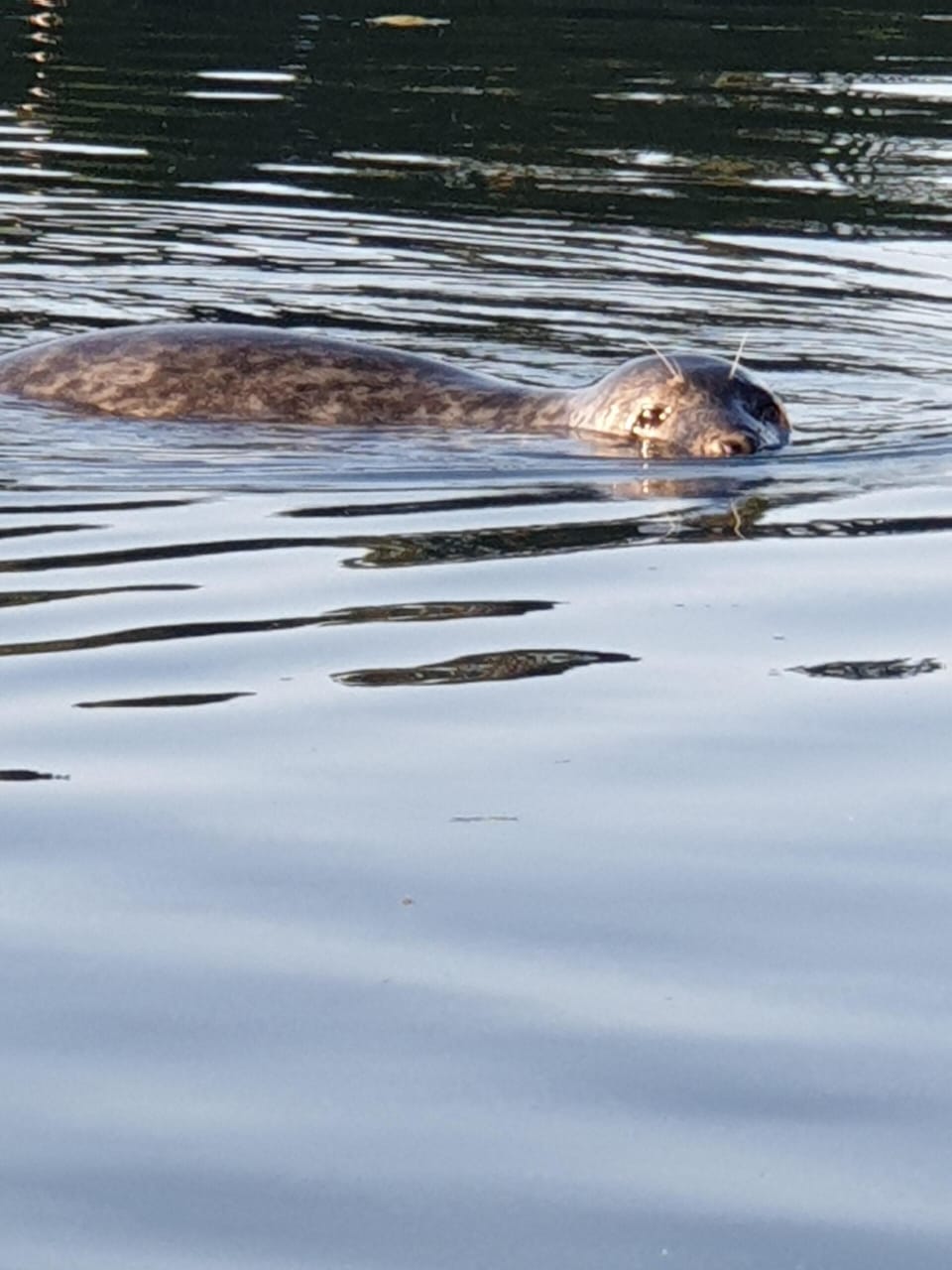 Sammy the seal is back again