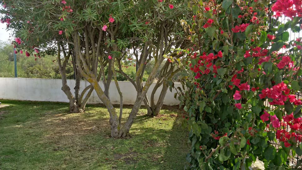 Oleanders and bourgainvillea