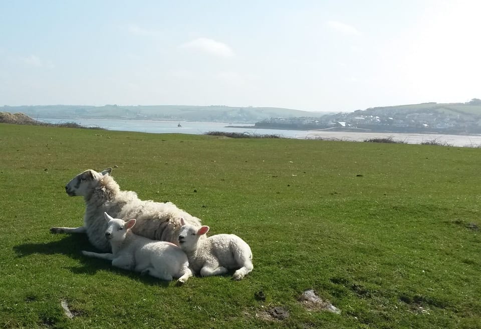 On Northam Burrows, with view to Appledore.
