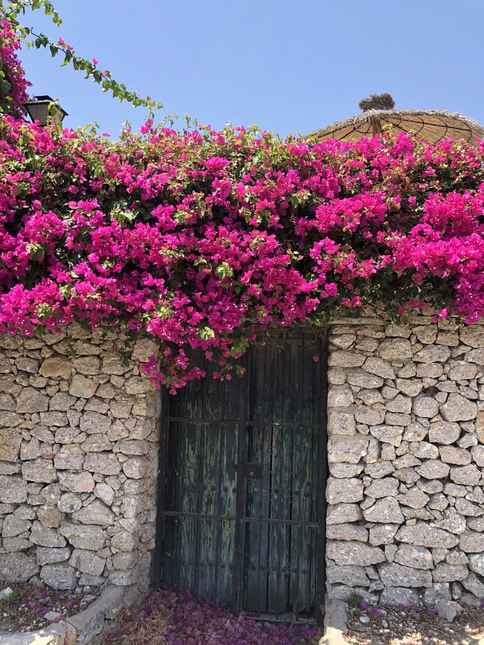 Our beautiful Bougainvillea on the wall.