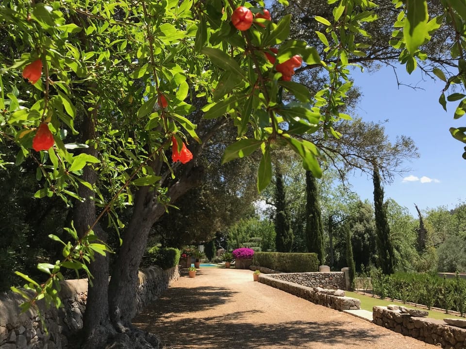 An oasis on the island, good for your soul

