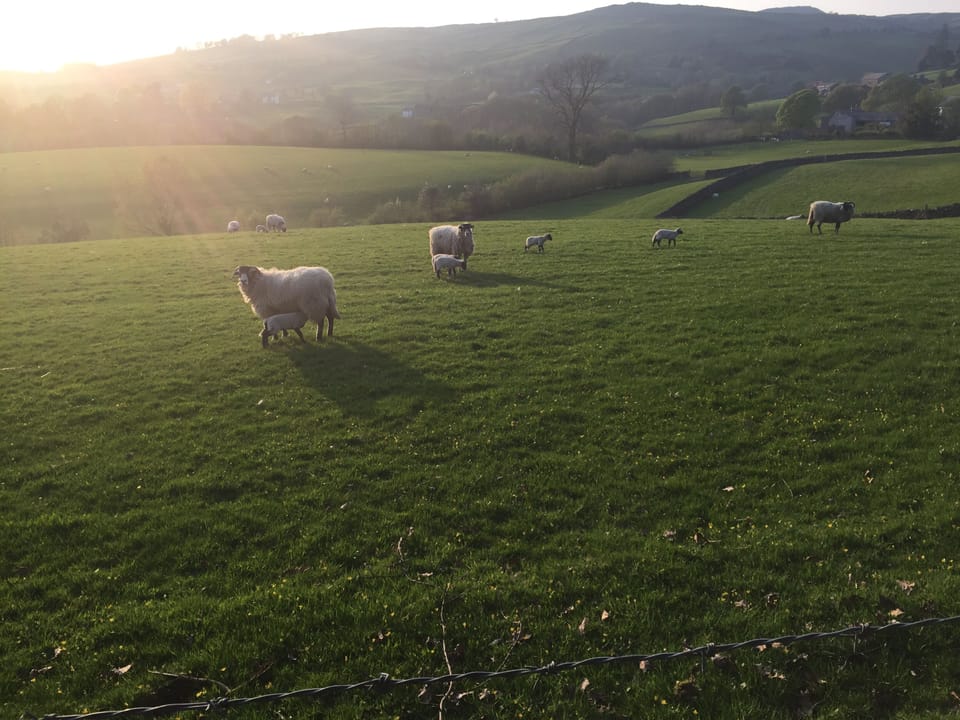 My local walk