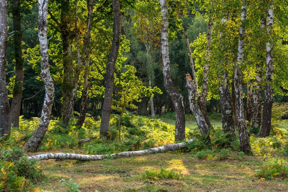 Surrounding area