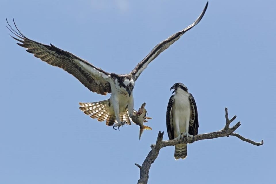 Osprey pair