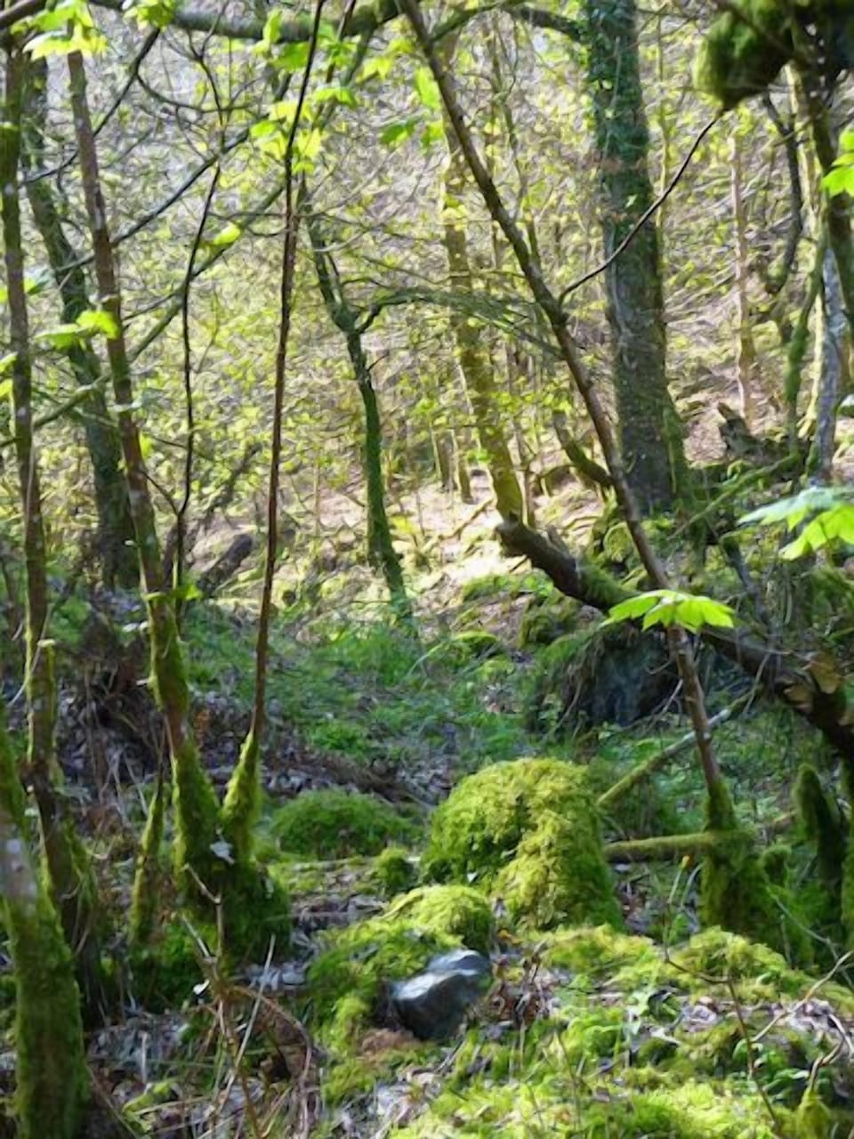 Oaklands - Grounds
