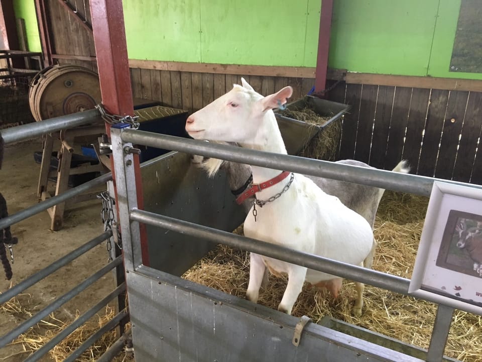 See the Animals at Adams Farm Nearby