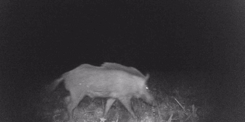 local wildlife