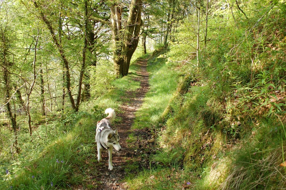 Path from cottage to Plas Halt