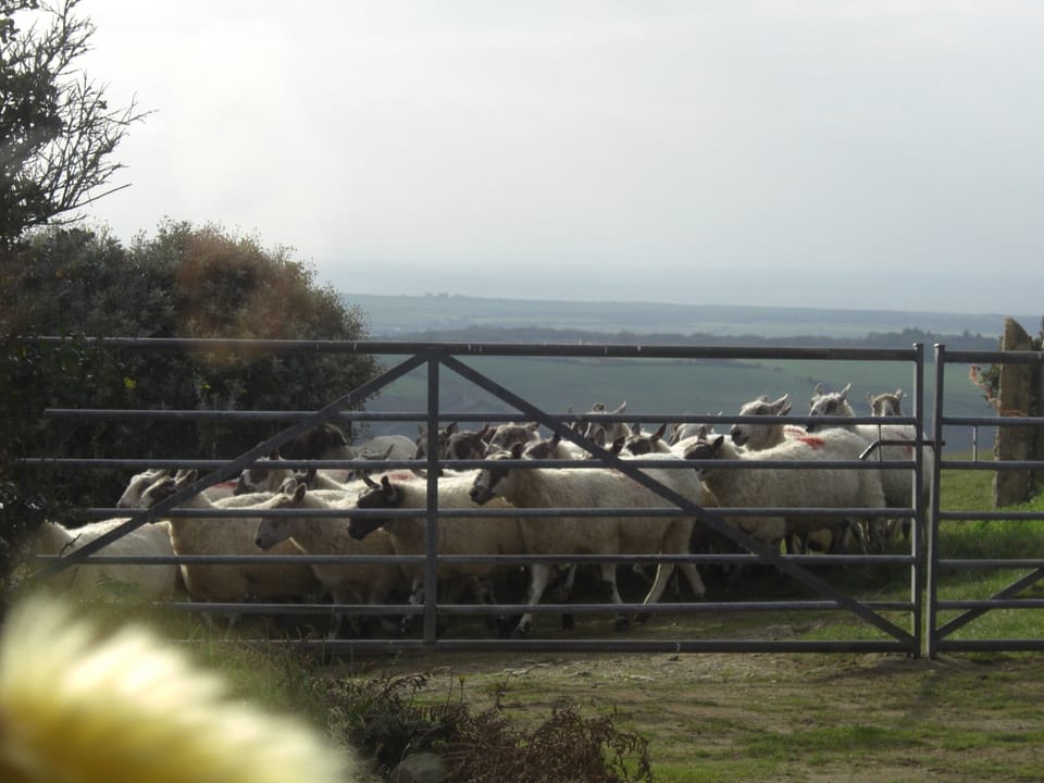 Rush hour at Bryn Goleu