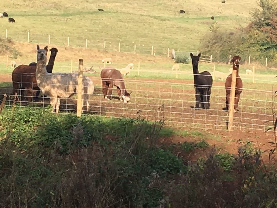 Alpaca's in the adjoining field!