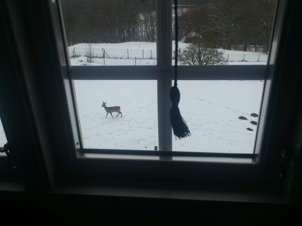 deer in the garden