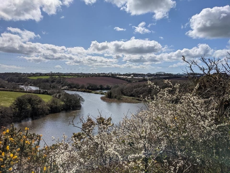 Westfield Pill Nature reserve in April. !0 mins walk from cottage.