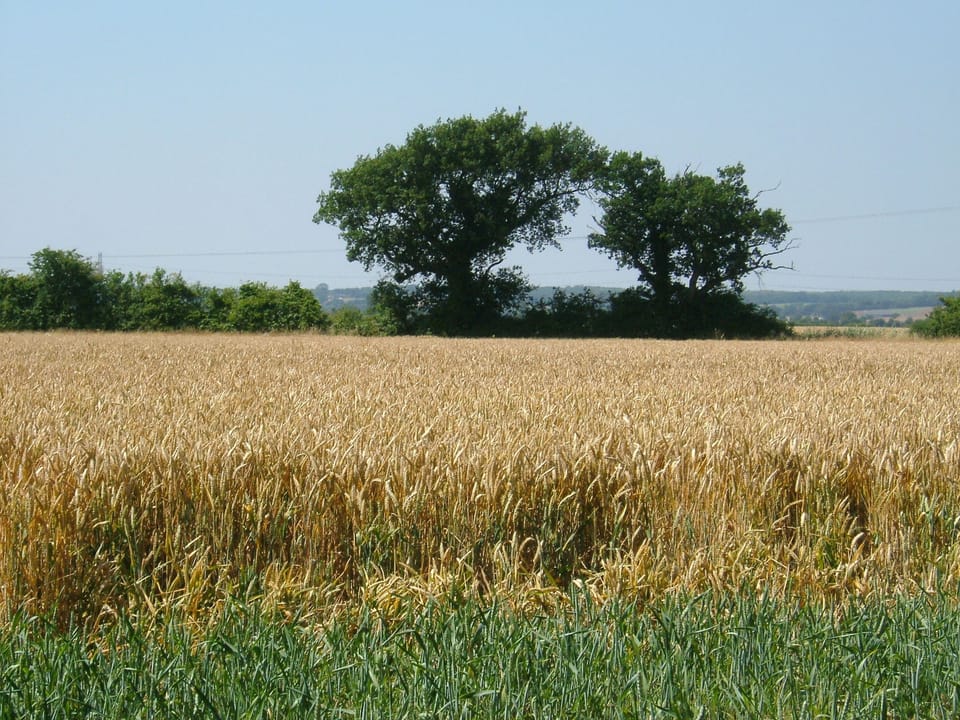 Summer from The Shed