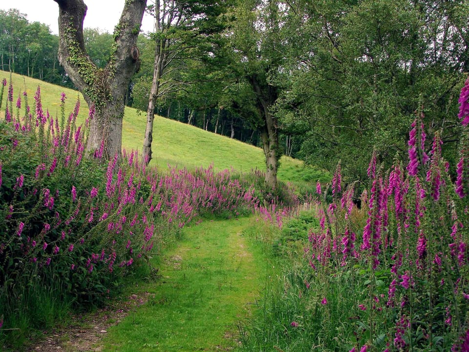Summer walks