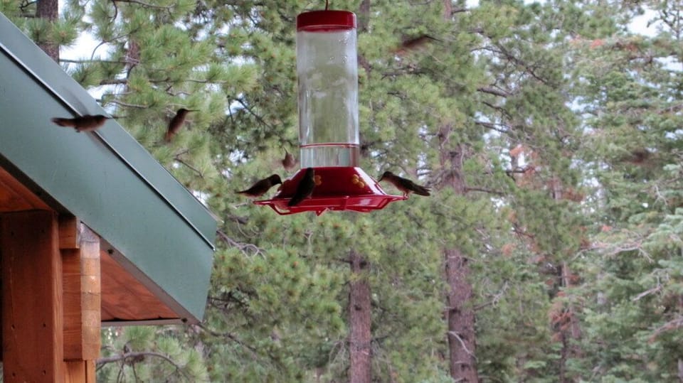 You'll have LOTS of summer visitors like these hummingbirds, deer, and more!