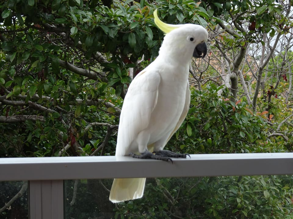 Visitor