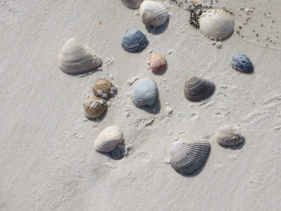 Shells on the beach