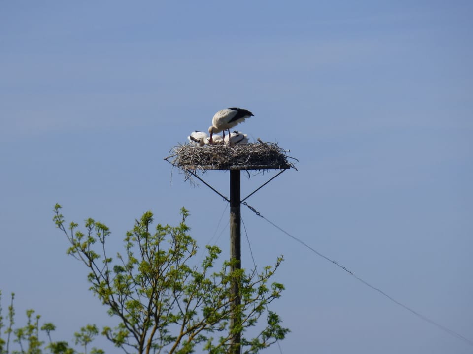 The storks nesting just outside Mortagne