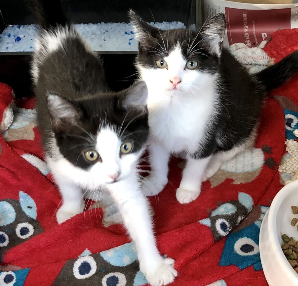 Resident Kitties Cookie & Oreo