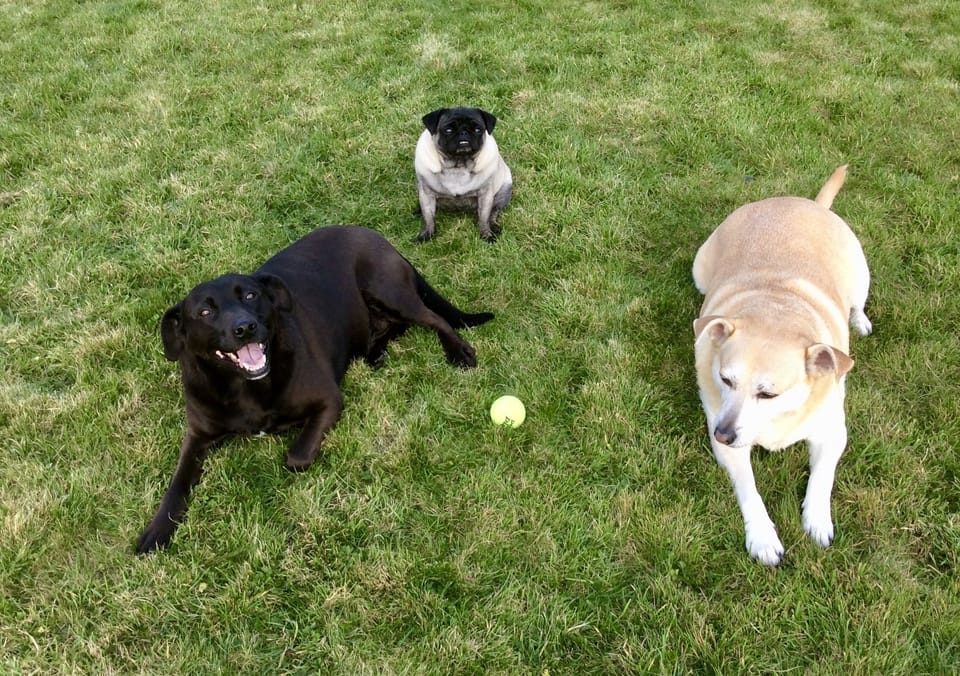 Resident Pooches