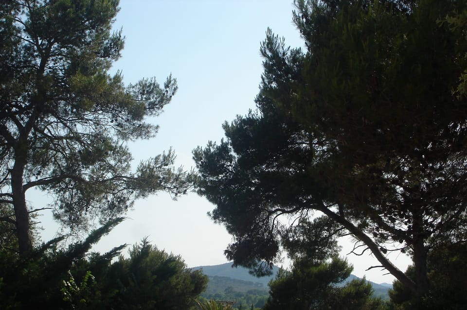 Surrounding pine trees