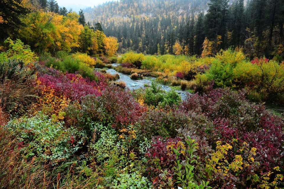 Stream from trail to Roughlock Falls
