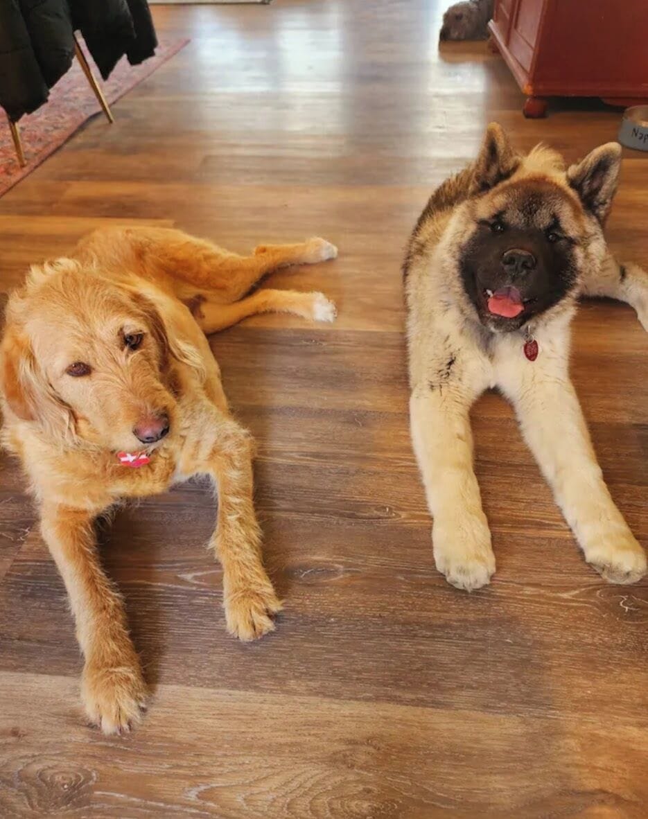 Pet-friendly