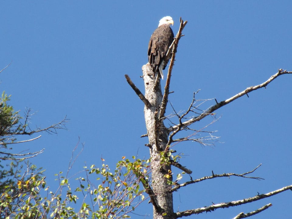 Eagles hunt and fish nearby.