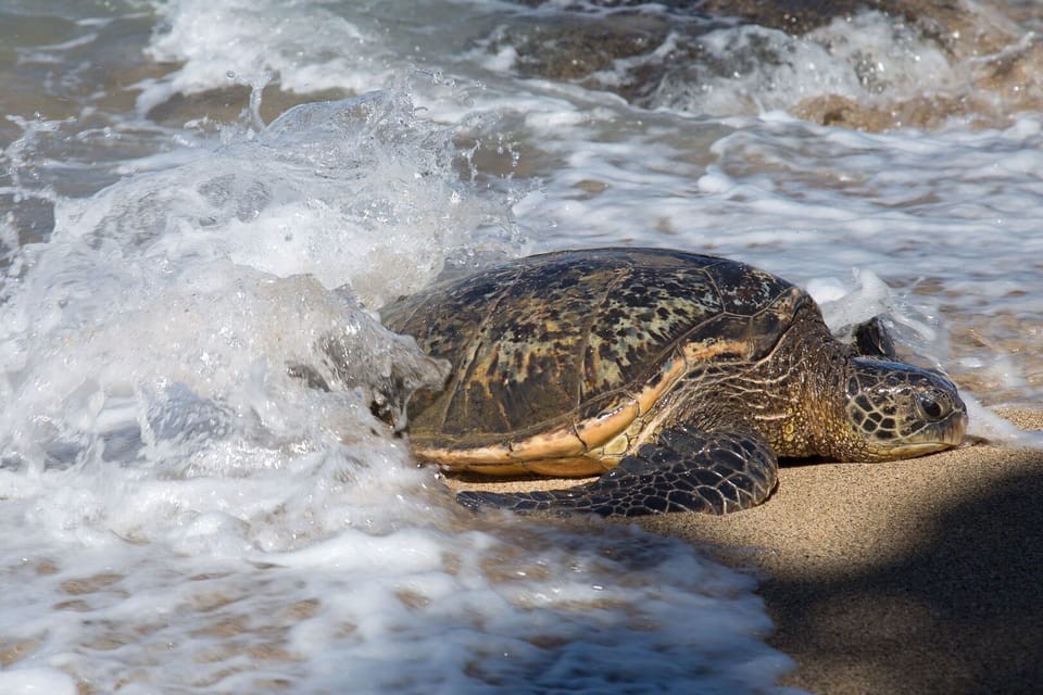 Enjoy the many turtles that frequent this beach
