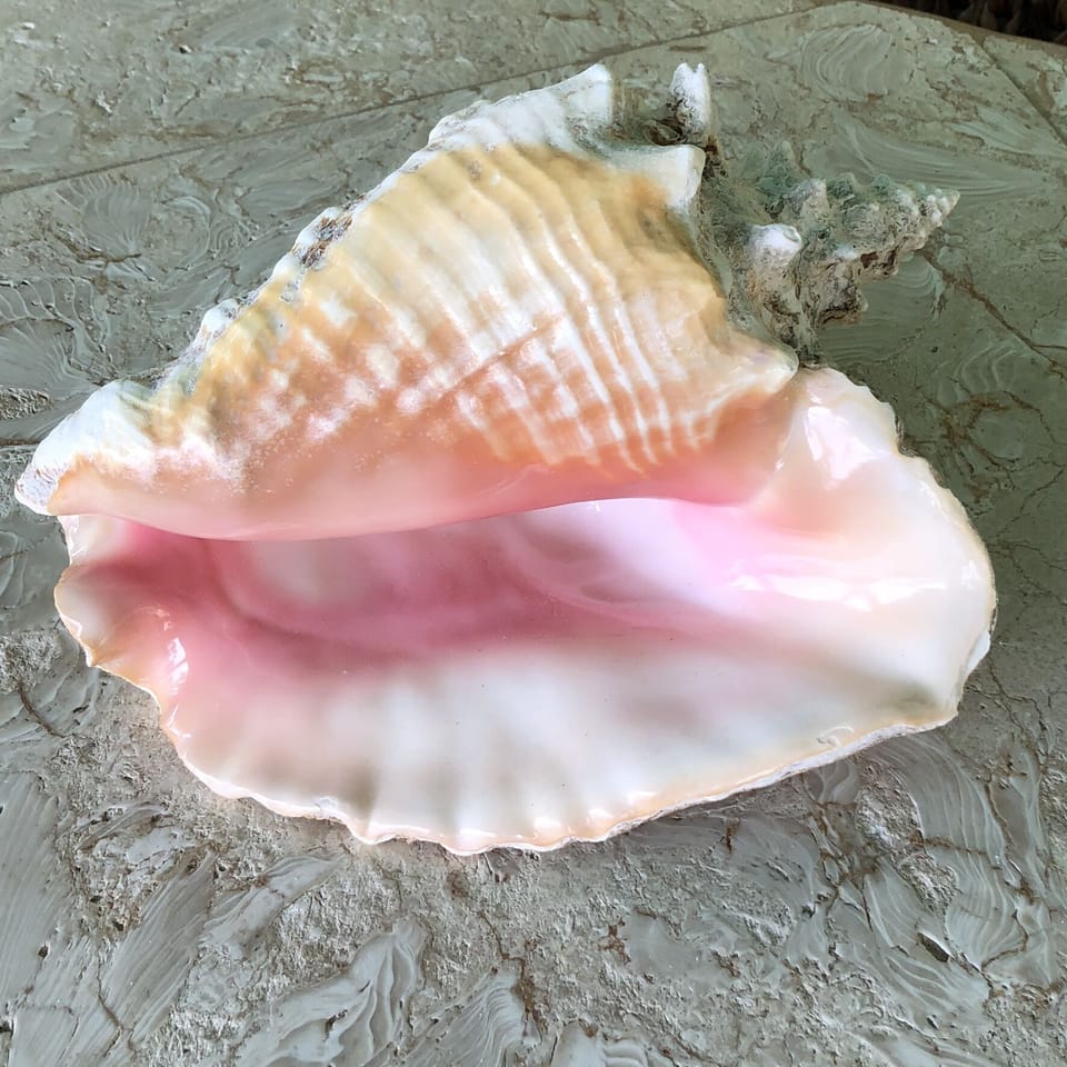 Gorgeous Conch Shell from Anegada BVI
