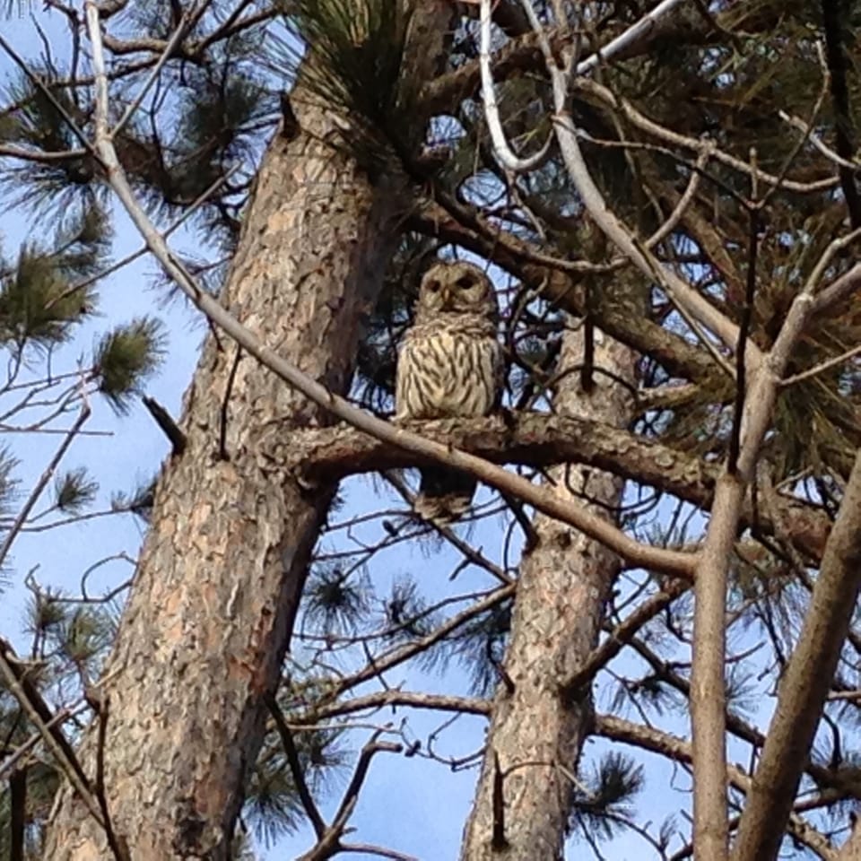 Incredible wildlife throughout the property.