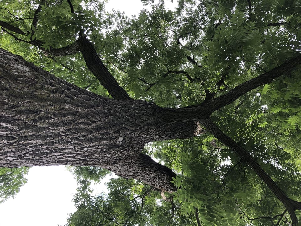 Majestic Black Walnut Trees surround the house