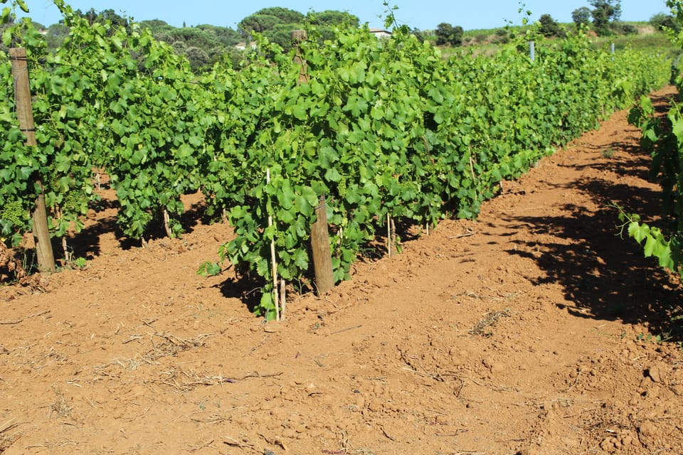 The vineyards you see on your walk to the beach