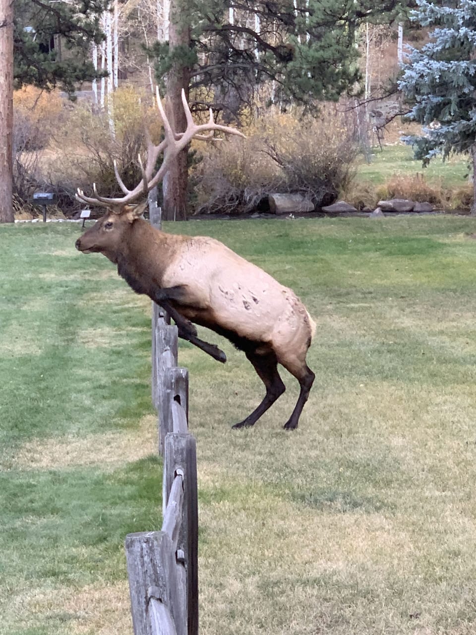 Yard art.