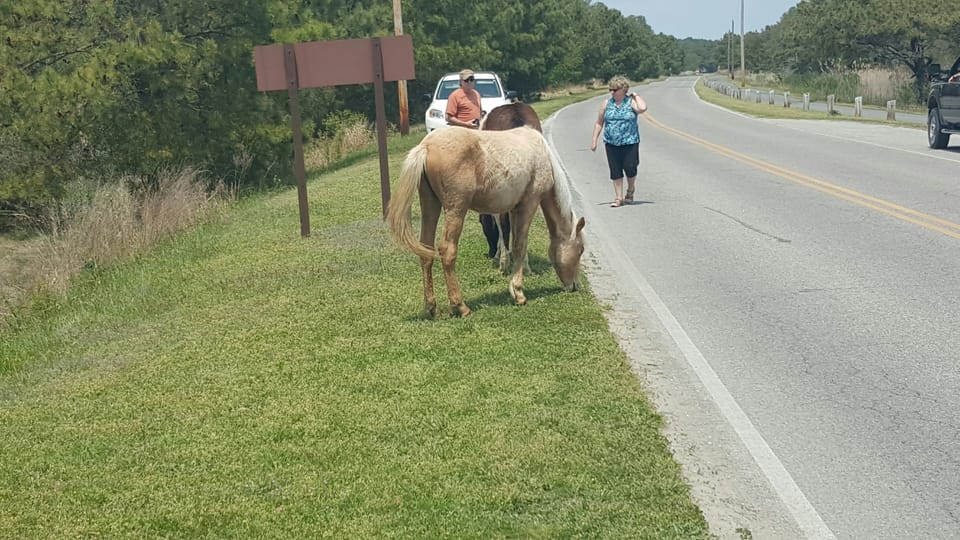 Ponies on the road spring 2015