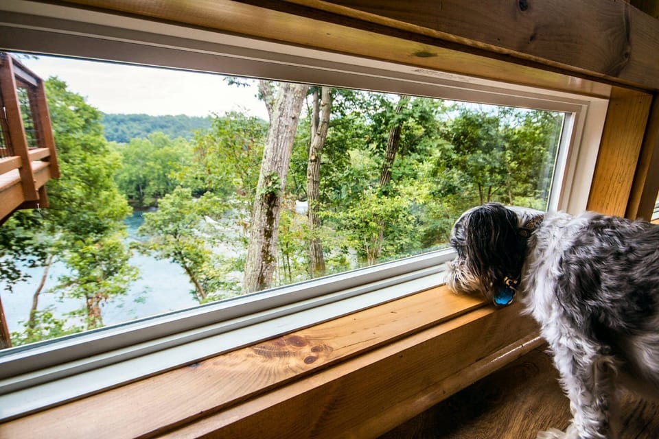 Pet friendly (say hi to Rascal!) and lots of windows at ground level