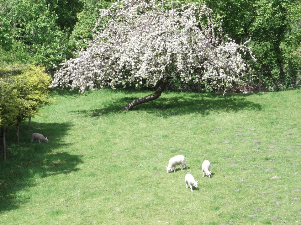 Apple blossom and cade lambs