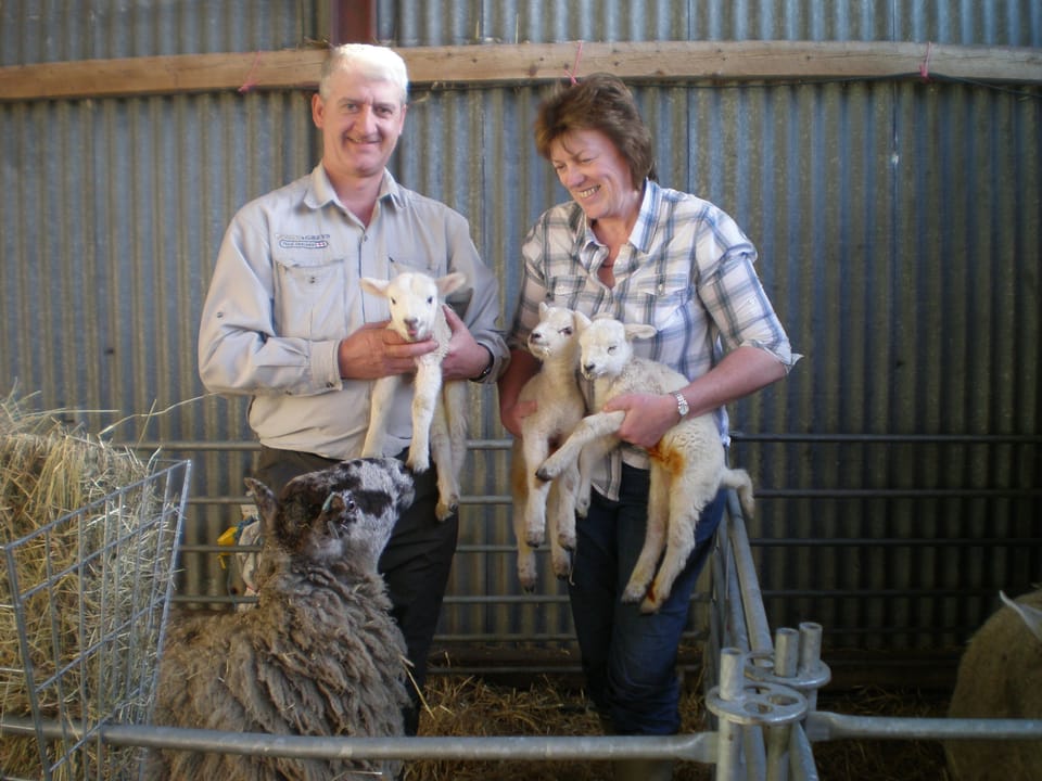 Guests are welcome to cuddle the new born lambs - triplets here!
