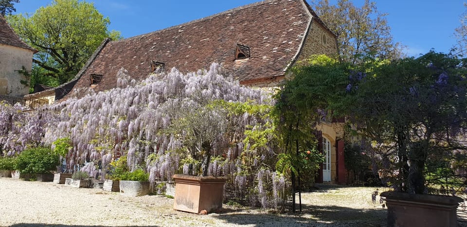 Maison Les Glycines with the terrace covered by the beautiful wisteria in bloom
