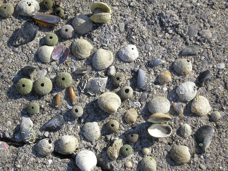Treasures collected from the sea