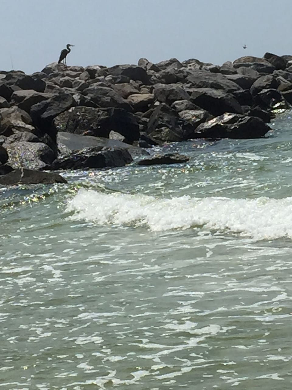 Bird on rocks by the pass