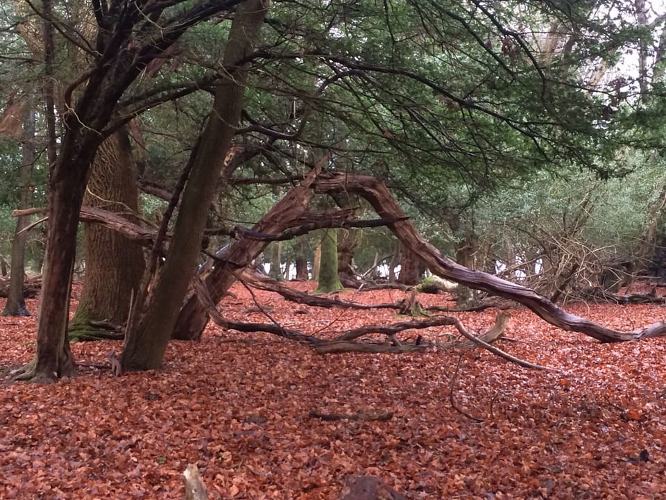 Autumn colours in the New Forest 