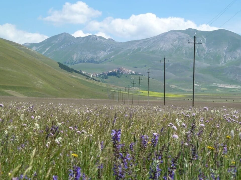 Wild flowers on the Piane Grande