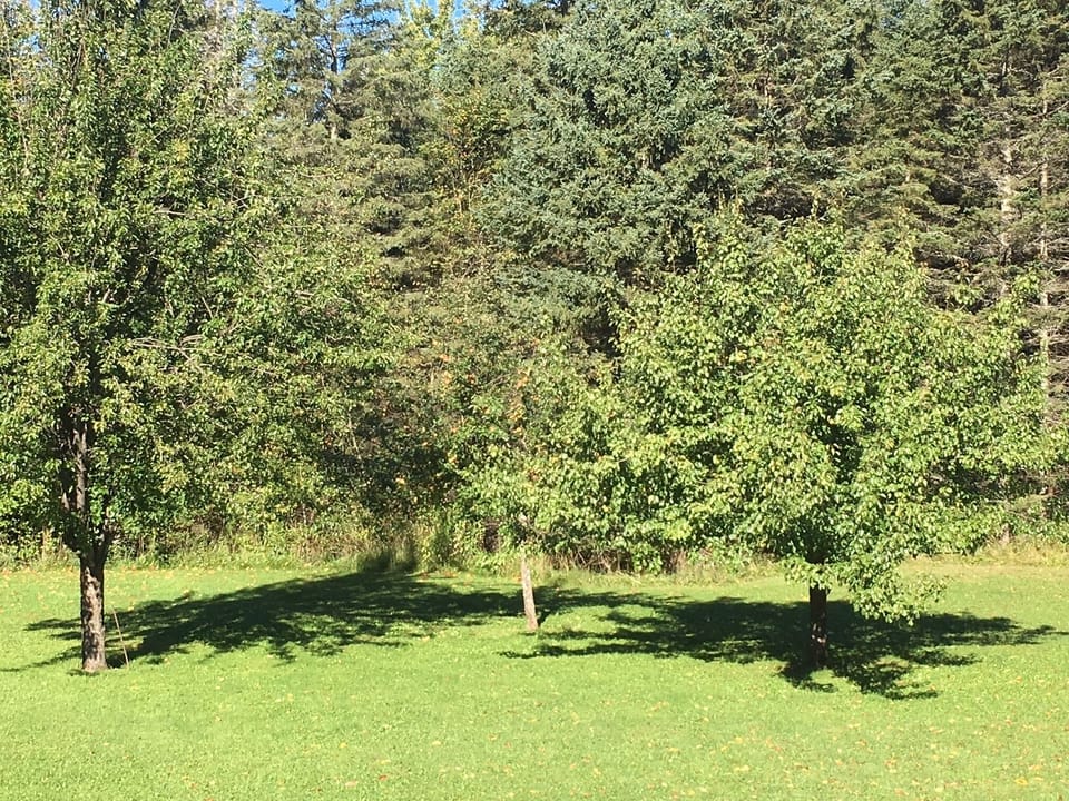 Pear and Apple trees