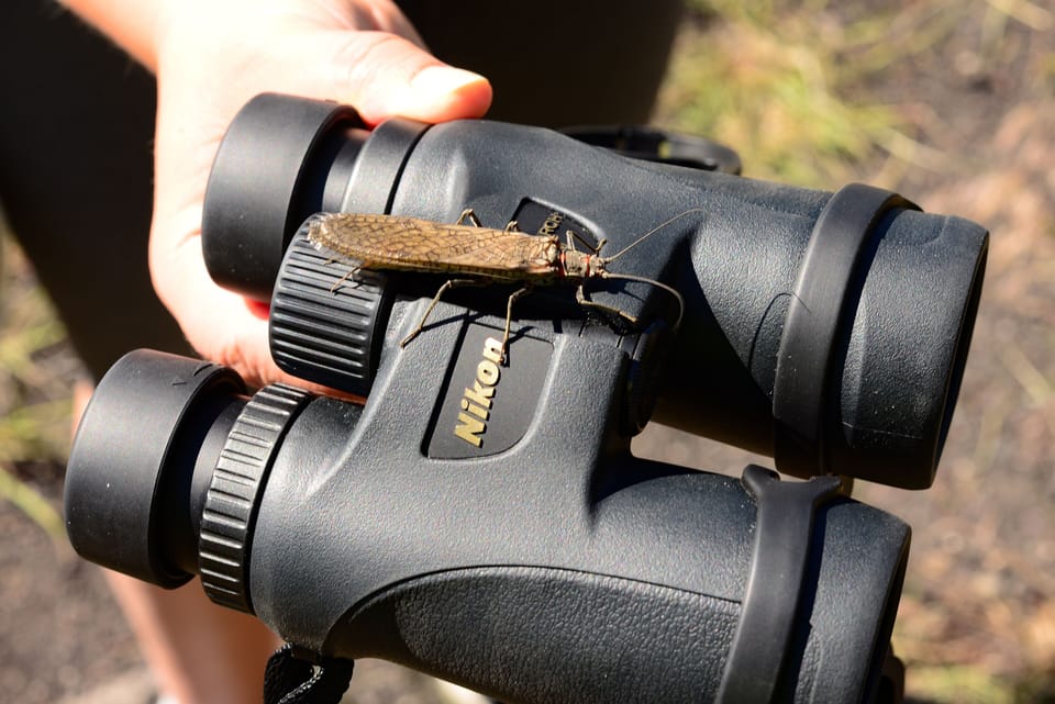 Salmon flies near the river in late June, early July