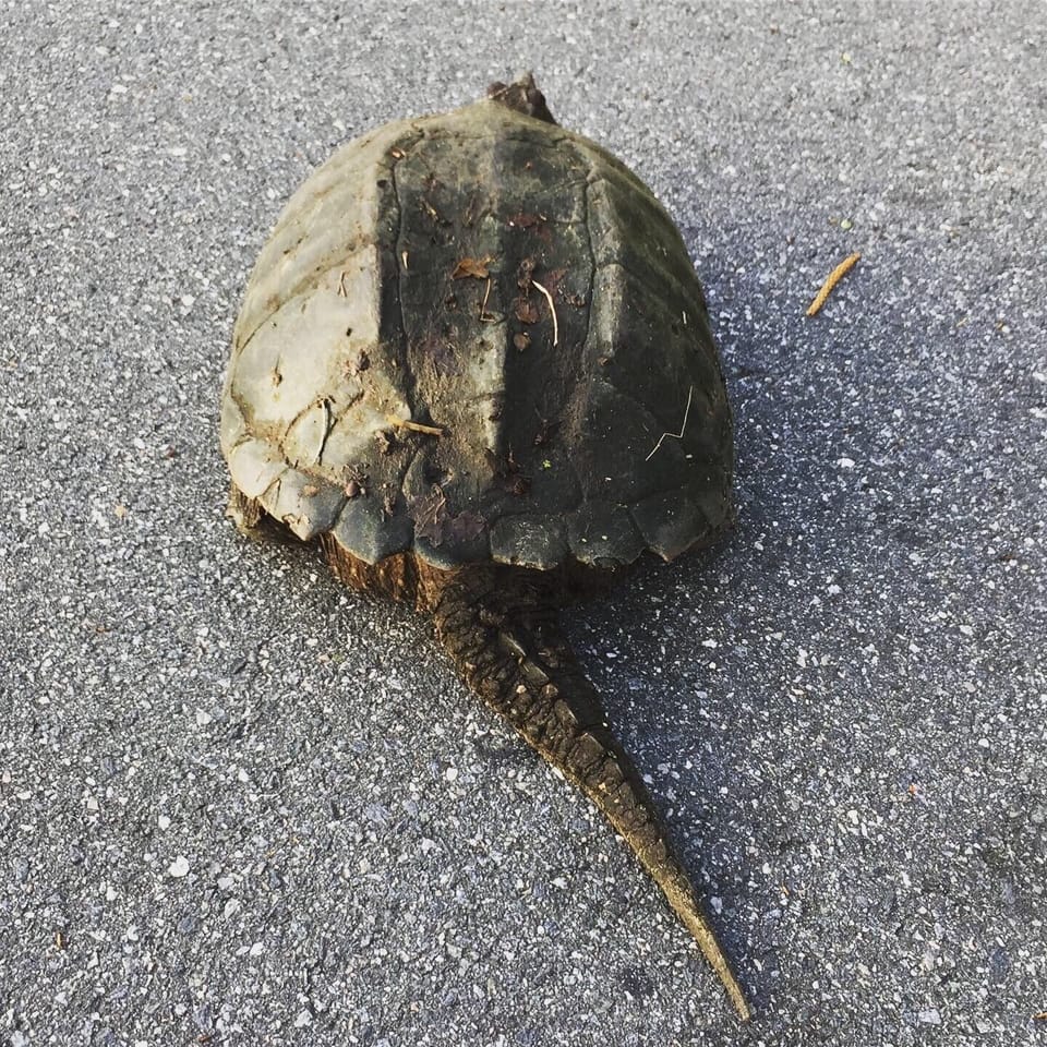 Snapping turtle on a stroll!