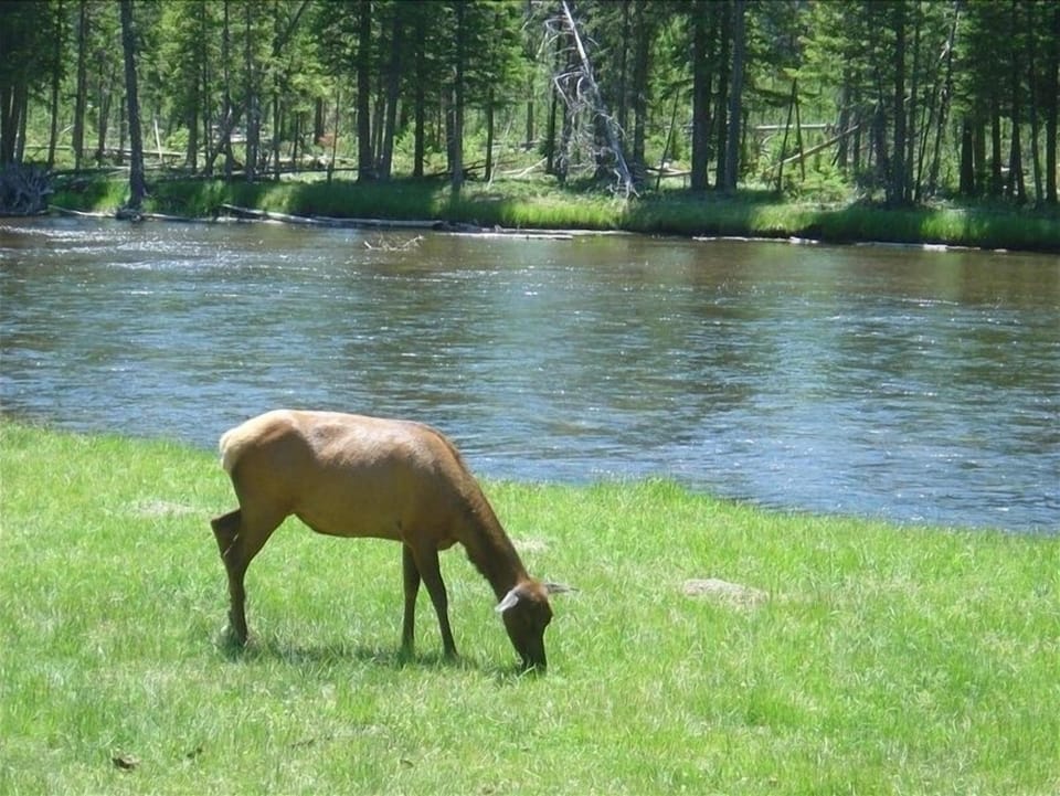 Wildlife viewing: elk, moose, black and grizzly bears, bald eagles, wolves, more